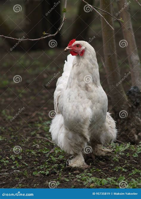 chicken layer stock image image  farm view bird