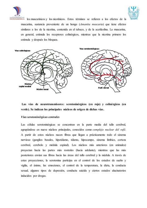 Psicofisiologia Pdf