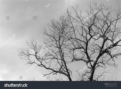 Naked Branches Tree Grey Sky Clouds Stock Photo Shutterstock