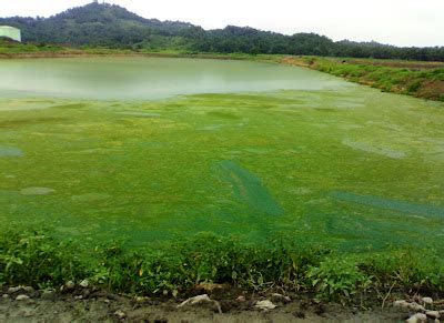 Kembara Insan Engineer S Blog Algae Di Kolam Rawatan Effluent