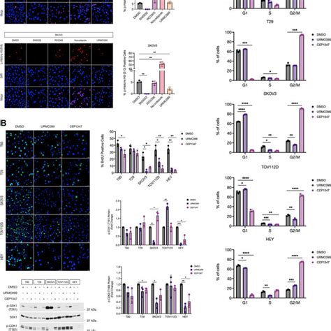 Mlk3 Inhibition Causes Cell Cycle Arrest In Ovarian Cancer Cells A Download Scientific