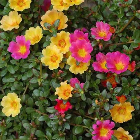 Moss Rose 250 Seeds Purslane Portulaca Grandiflora Groundcover Drought