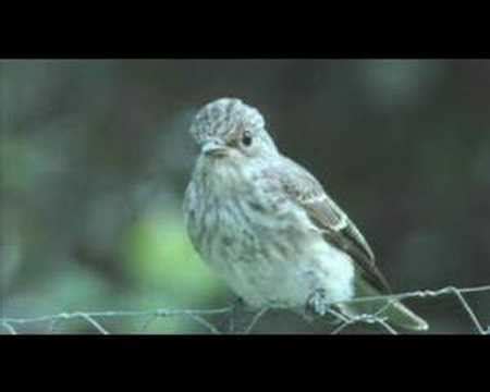 Grauwe Vliegenvanger Spotted Flycatcher Muscicapa Striata