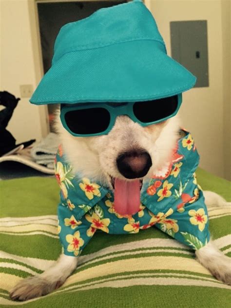 Pin By Lisa Shillingburg On Dog Costumes Dog Costumes Hats Costumes
