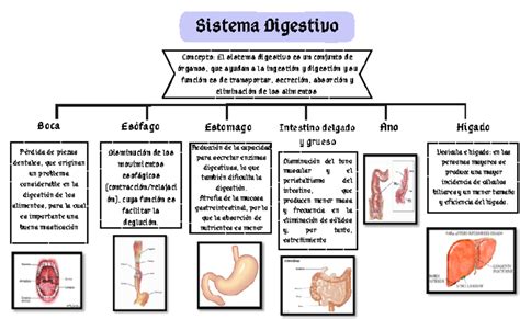 Sistema digestivo Resumen Ross Histología Texto Y Atlas Vesícula