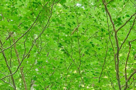 Beech Tree Green Foliage Stock Image Image Of Grove 221071587