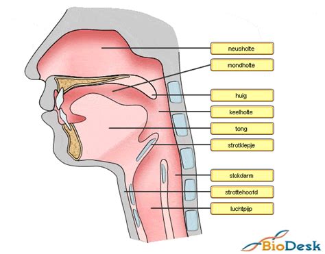 Tong En Neus Human Anatomy Quiz Quizizz