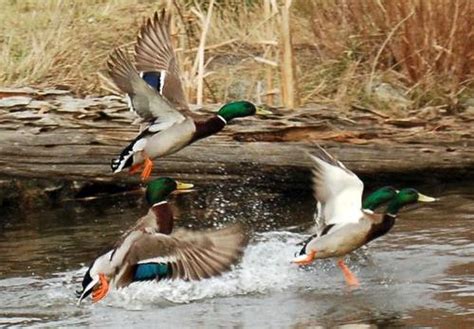 🔥 [50+] Free Waterfowl Hunting Wallpapers | WallpaperSafari