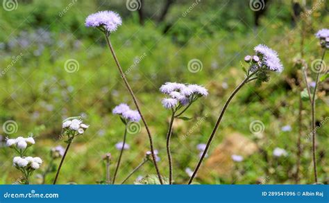 Landscape Mode Flowers Of Ageratum Conyzoides Also Known As Tropical