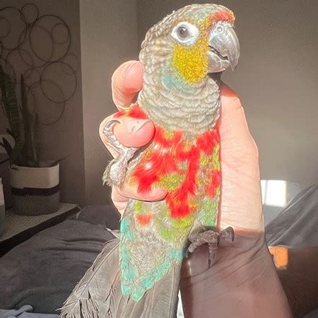 Crimson Bellied Conure 201989 For Sale In Gainesville VA