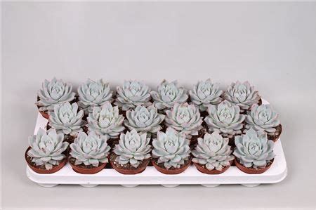 Echeveria Blue Bird 9cm Pot Urban Plant Life