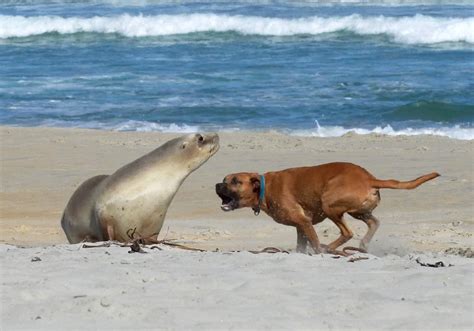 Are Sea Lions Sea Dogs