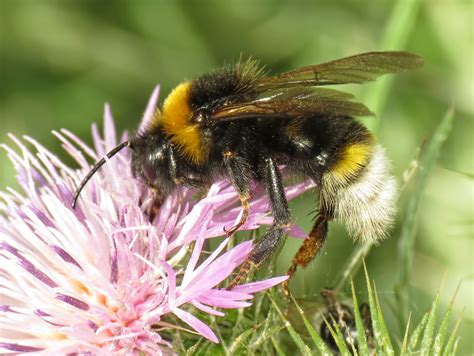 Bombus vestalis | This is a cuckoo bee, a parasite that live… | Flickr