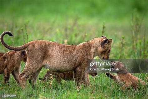 251 Roaring Lion Cub Stock Photos, High-Res Pictures, and Images - Getty Images