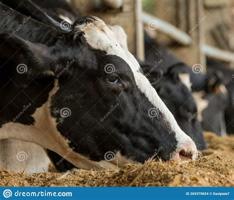 Vacas Leiteiras Que Alimentam Bovinos Confinados Foto De Stock Imagem