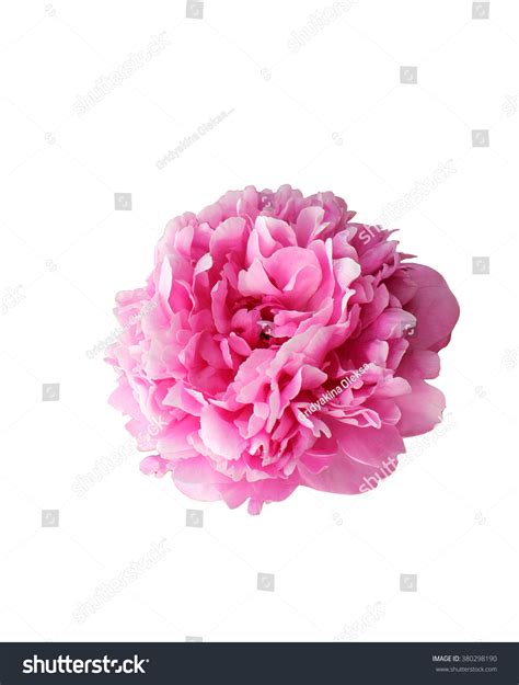 Peony Head On White Background Stock Photo 380298190 Shutterstock