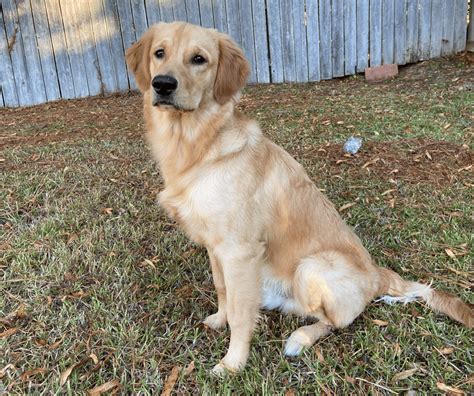 How Much Should A 7 Month Old Golden Retriever Weight