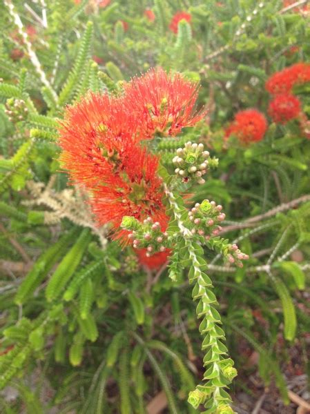 beaufortia aestiva flowers – Mandurah Native Gardens