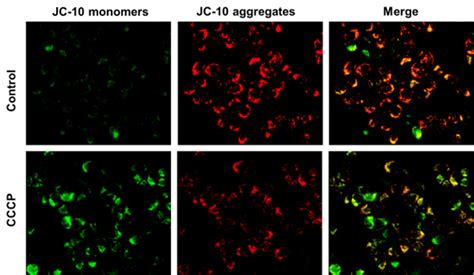 Apexbio Jc 10 Mitochondrial Membrane Potential Assay Kit