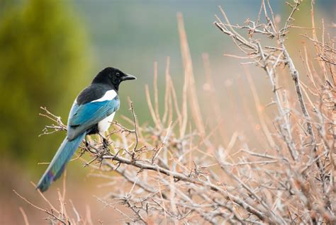 400 Best Names for Magpie - Name Generator & Ideas - FluentSlang