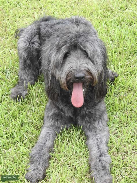 Double Doodle Stud Dog In Baltimore County The United States