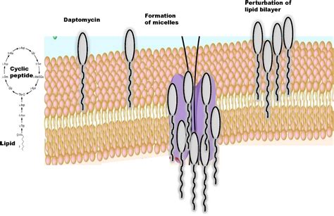 Frontiers The Interplay Between Daptomycin And The Immune System