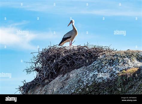 Ciconia Ciconia Storks Colony In A Protected Area At Los Barruecos