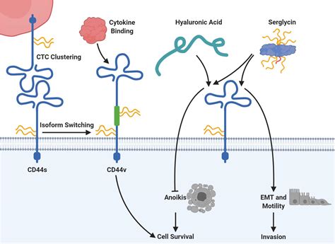 Frontiers The Role Of Proteoglycans In Cancer Metastasis And