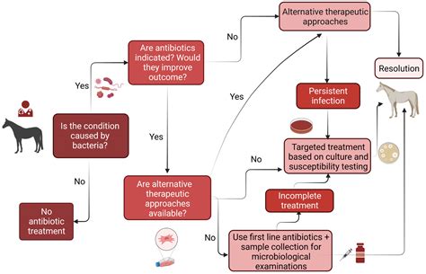 Antibiotics Free Full Text Clinical Aspects Of Bacterial Distribution And Antibiotic