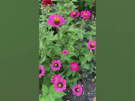 Циния в декабре #flower #garden #russia #сад #декабрь #цветы - YouTube