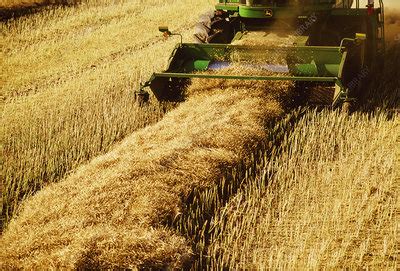 Farmer harvesting canola crop - Stock Image - E770/1652 - Science Photo ...