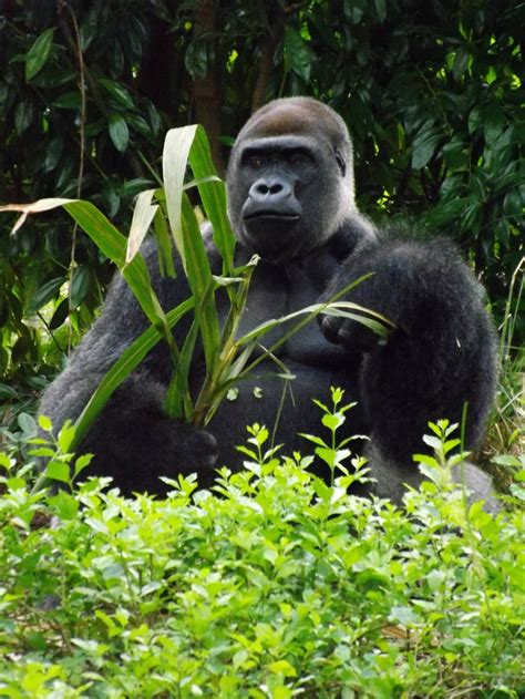 Powerfully Stoic Animals Gorilla Wildlife