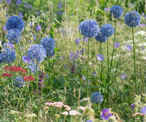 8 Flowering Alliums For Showstopping Beds And Borders | Gardening Know How