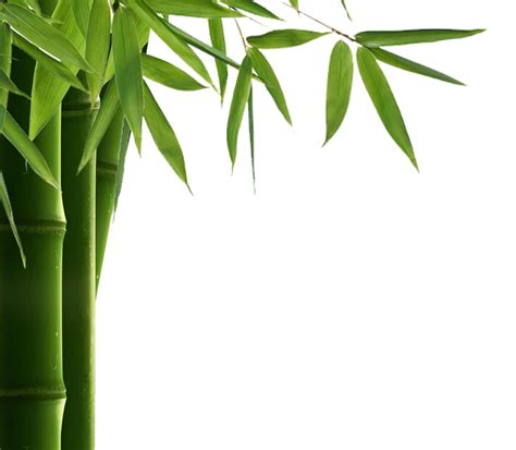 Bamboo PNG Bamboo Transparent Background FreeIconsPNG