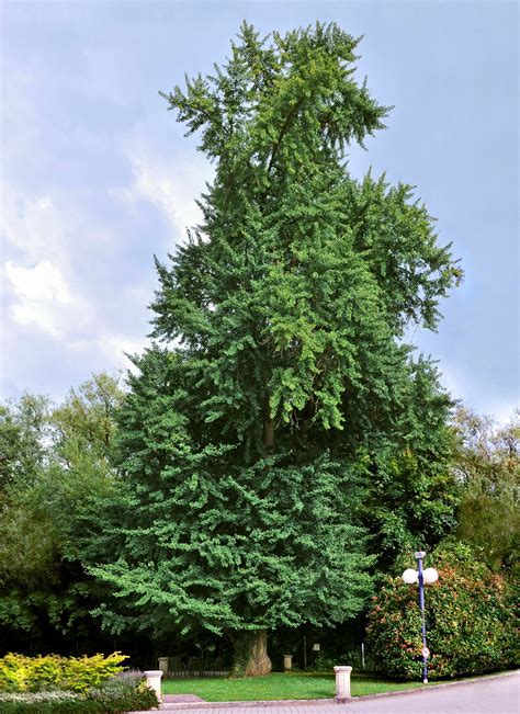 Ginkgo Biloba Wikipedia