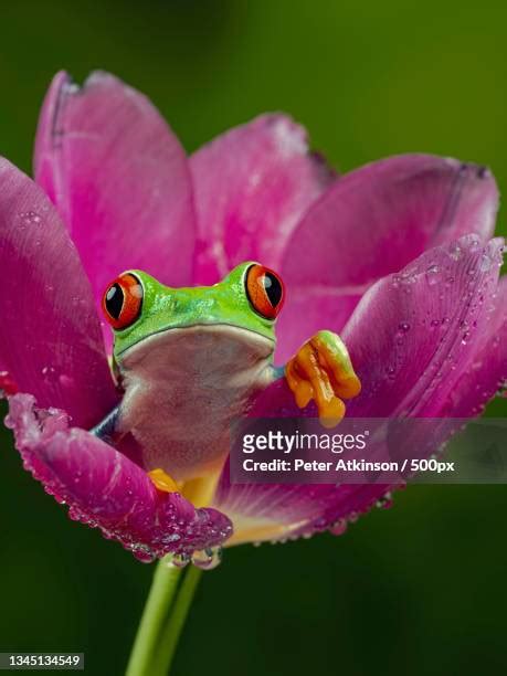 Pink Tree Frog