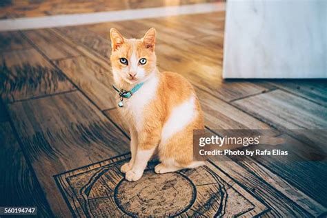 974 Cat Bell Stock Photos High Res Pictures And Images Getty Images