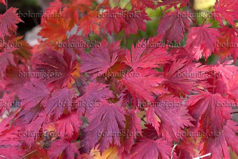 Images Acer Japonicum Aconitifolium Images De Plantes Et De Jardins