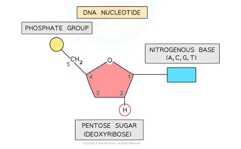 Edexcel A Snab A Level Biology Rna Structure