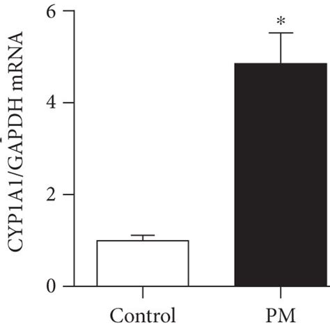 PM Induced The Nuclear Translocation Of AhR And Upregulated CYP1A1