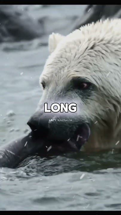 Colossal Confrontation Polar Bear Against Walrus Youtube