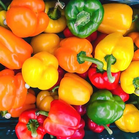 Capsicum Seed Packet Mixed Colours Vegetable Seeds Yourvegepatch