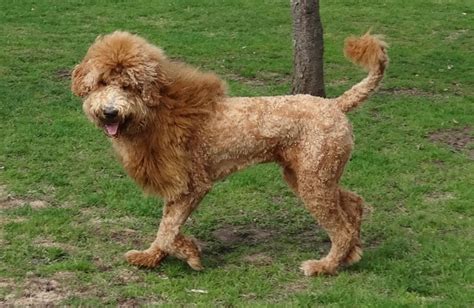 Cutest Lion Cut Dog Photos on the Internet!