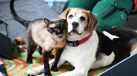 Marley und Luzie Deutschlands ältestes Tierheim Paar sucht ein Zuhause