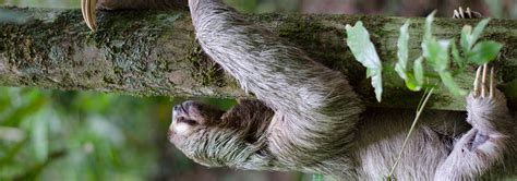 The Cool Mammals Project - Guacamole data science