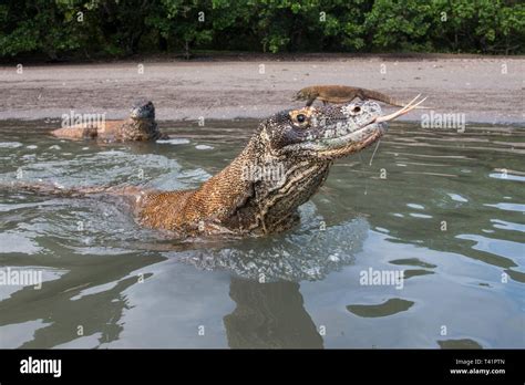 Komodo Dragons in water Stock Photo - Alamy