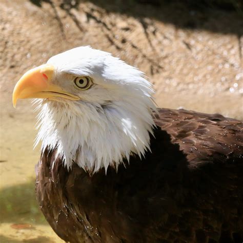 Bald Eagle Interesting Facts