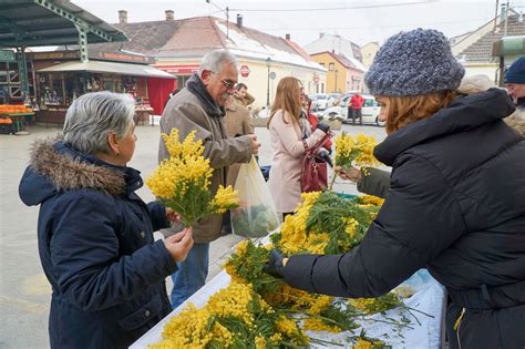 U Bjelovaru Obilje En Hrvatski Dan Mimoza Bjelovar Info