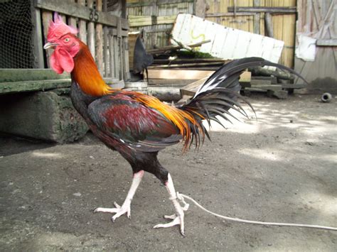 Gallos Navajeros Del Peru Criadero Vienrich