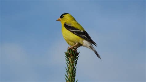 American goldfinch - song / call / voice / sound.